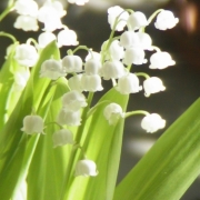 「幸福の再来」【5月限定】花や緑の画像大募集～ドイツ底面かん水プランターレチューザプレゼント～の投稿画像
