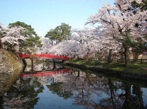 弘前城の桜と松の緑と青空の画像（1枚目）