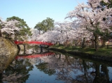 弘前城の桜と松の緑と青空