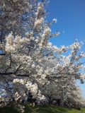 京都・木津川沿いの桜トンネル