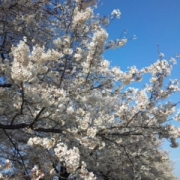 京都・木津川沿いの桜トンネル