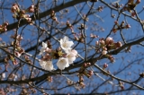久屋大通公園の桜