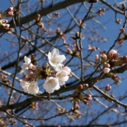 久屋大通公園の桜