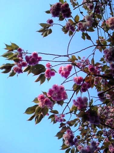 関大への道のボタン桜♪の画像（1枚目）
