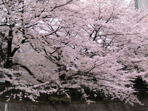 板橋加賀公園近く石神井川沿い桜の画像（1枚目）