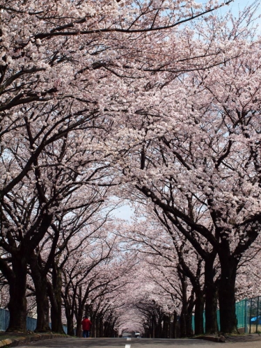 桜の坂道の画像（1枚目）