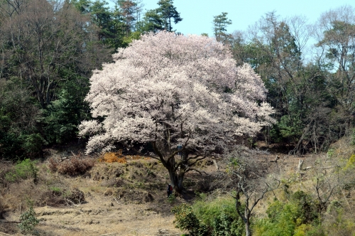 竹原市・朝日山麓の大桜の画像（1枚目）