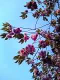 関大への道のボタン桜♪
