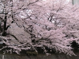 板橋加賀公園近く石神井川沿い桜