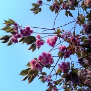 関大への道のボタン桜♪