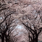 桜の坂道