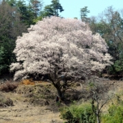 竹原市・朝日山麓の大桜