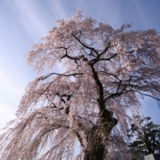 古代桜　