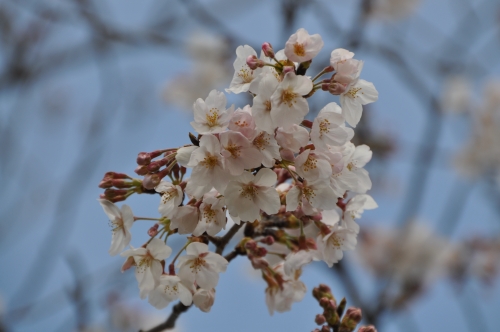 浜名湖SAの桜の画像（1枚目）