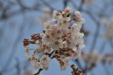 浜名湖SAの桜