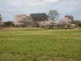 平城遷都1300年大極殿と桜