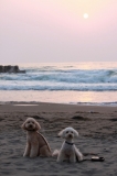 日本海の夕日