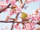 河津桜とメジロ