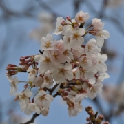 「浜名湖SAの桜」桜の写真を大募集！！ ～みんなで全国の桜フォトを集めよう～の投稿画像