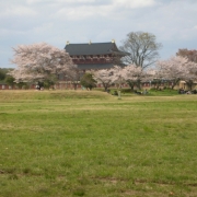 「平城遷都1300年大極殿と桜」桜の写真を大募集！！ ～みんなで全国の桜フォトを集めよう～の投稿画像