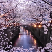 「中目黒、目黒川の櫻」桜の写真を大募集！！ ～みんなで全国の桜フォトを集めよう～の投稿画像
