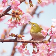 「河津桜とメジロ」桜の写真を大募集！！ ～みんなで全国の桜フォトを集めよう～の投稿画像