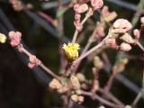 サニーレタスの花