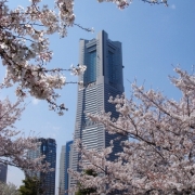 近代的な建築物と、日本の風物詩