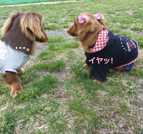 チューを嫌がる我が家の愛犬＾＾；の画像（1枚目）