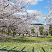 「春の日差しに誘われて・・・」桜の写真を大募集！！ ～みんなで全国の桜フォトを集めよう～の投稿画像