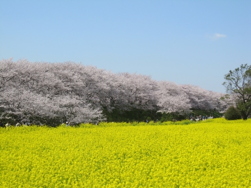 桜と菜の花のコラボレーション♪の画像（1枚目）