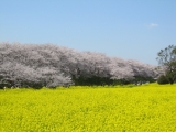 桜と菜の花のコラボレーション♪