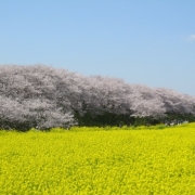 「桜と菜の花のコラボレーション♪」桜の写真を大募集！！ ～みんなで全国の桜フォトを集めよう～の投稿画像