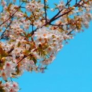 「団地にさくサクラ」桜の写真を大募集！！ ～みんなで全国の桜フォトを集めよう～の投稿画像