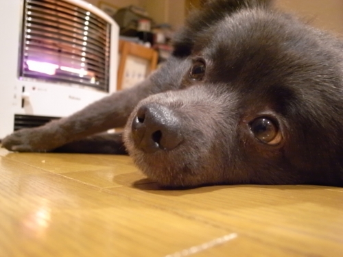 犬だって、の画像（1枚目）