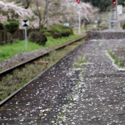 「桜舞い散る笠置駅」桜の写真を大募集！！ ～みんなで全国の桜フォトを集めよう～の投稿画像