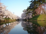 弘前城追手門前の桜