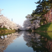弘前城追手門前の桜