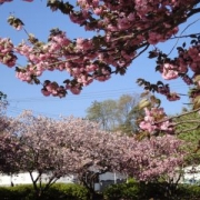 「2度目のお花見」桜の写真を大募集！！ ～みんなで全国の桜フォトを集めよう～の投稿画像