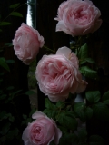 フランスのデルパール社のバラ、『ナエマ』です。