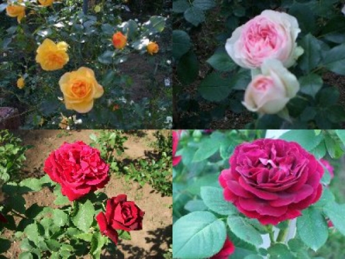 薔薇の花たち?あなたの好きな薔薇は???の画像（1枚目）