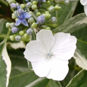 雨大好きな私の名前は、「紫陽花」