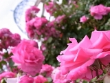 バラと庭園