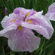 雨の日の花菖蒲。。。☂ฺ