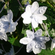 朝日を浴びて輝く雨後の元気な紫陽花