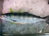 「鮭は、抗酸化作用もあり栄養豊富なお魚です！！」の画像
