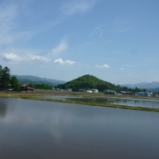 田園風景。きれいですよねー。