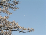 春の桜と月。