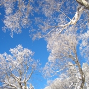 八甲田山中にて