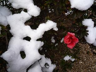 ★雪の中で咲く『さつき』★の画像（1枚目）